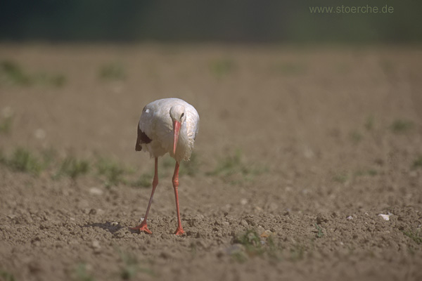 Storch