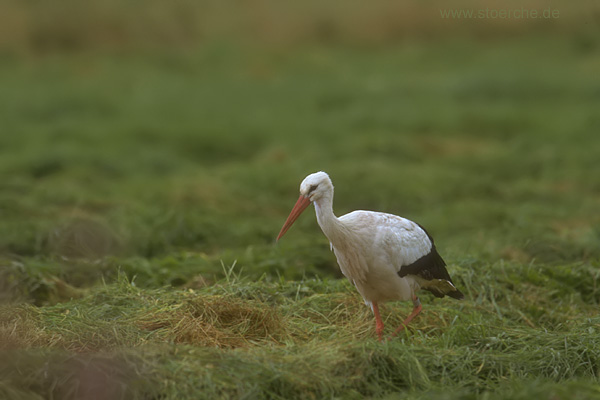 Storch