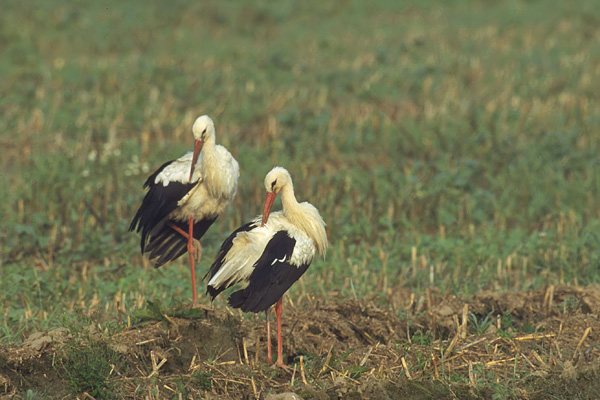Storch