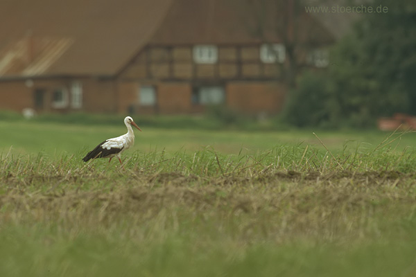 Storch