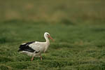 Storch