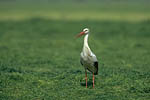 Storch
