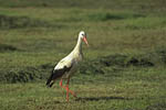 Storch