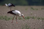 Storch