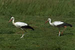 Storch