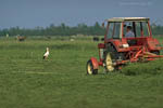 Storch