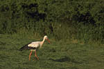 Storch