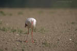 Storch