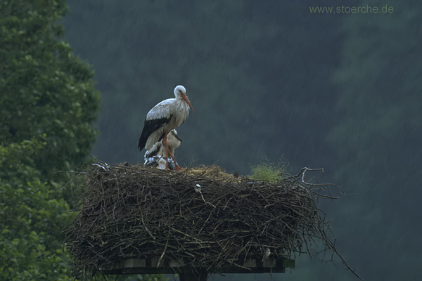 Storch