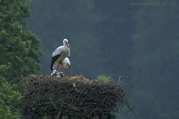 Storch