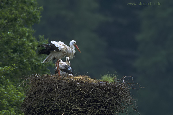 Storch