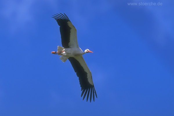 Storch