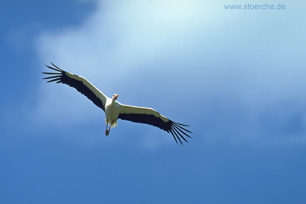 Storch