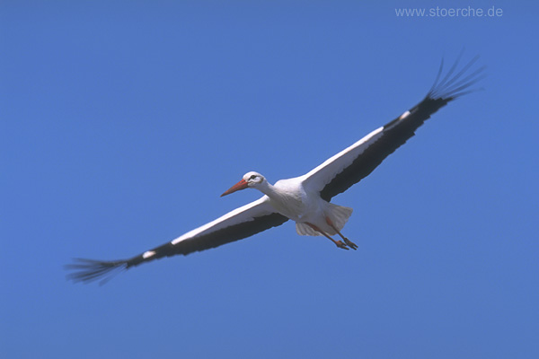 Storch