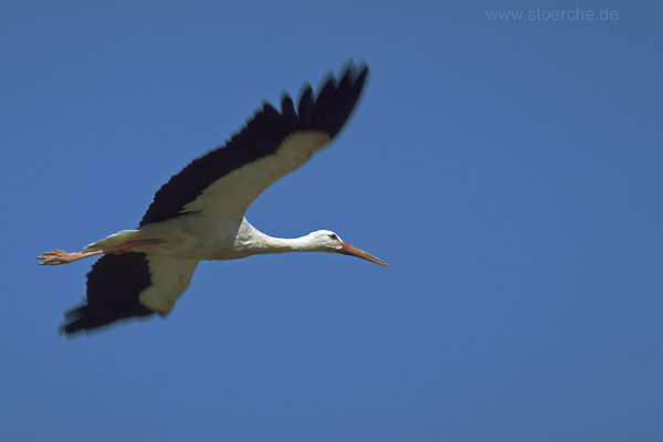 Storch