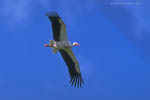Storch
