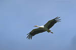 Storch