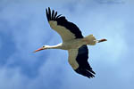 Storch