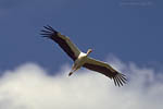Storch