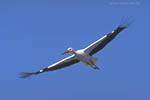 Storch
