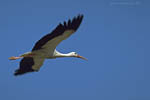 Storch
