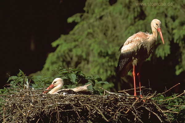 Storch