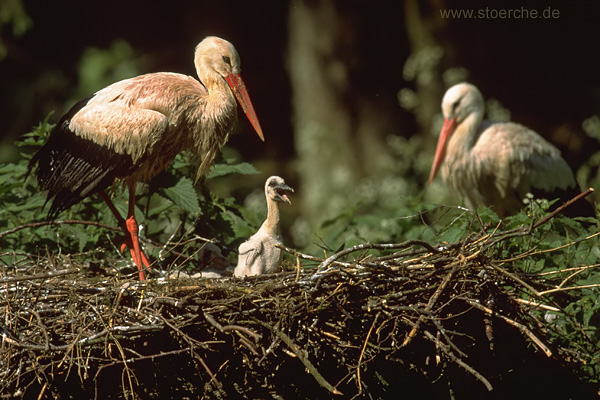 Storch