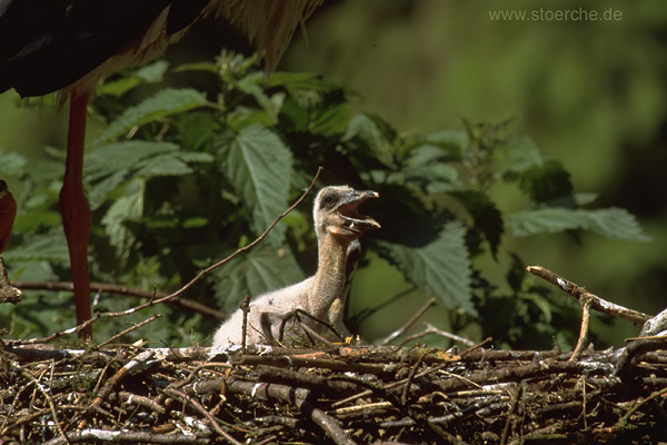 Storch