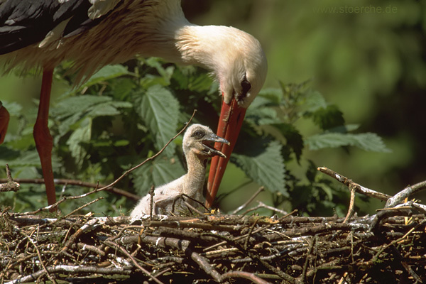 Storch