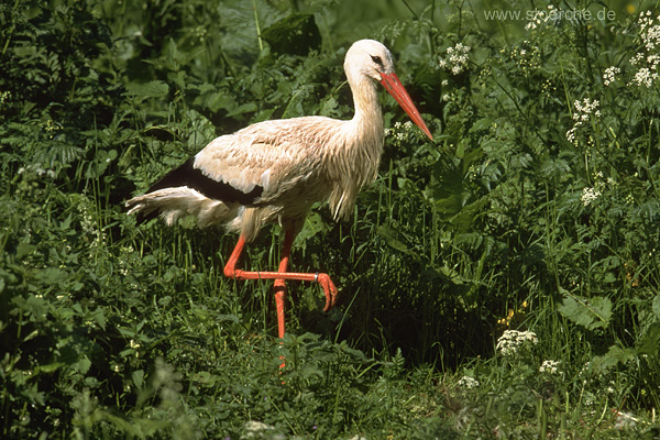 Storch