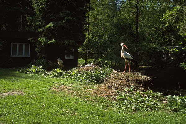 Storch