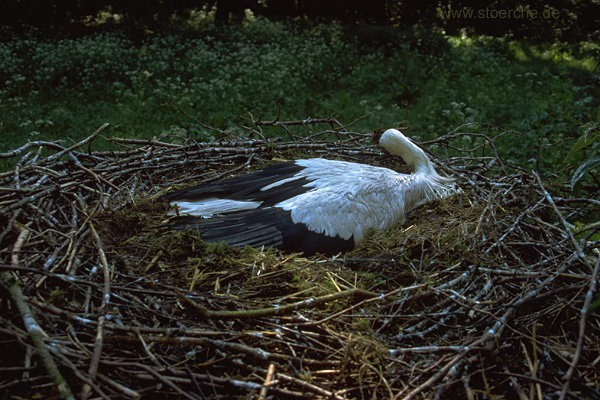 Storch