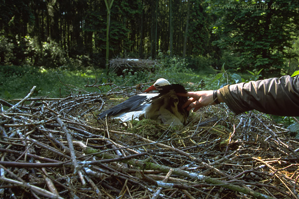 Storch