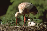 Storch