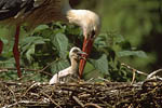 Storch