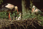 Storch