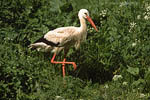 Storch