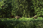 Storch