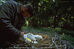 Storch
