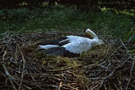Storch