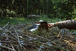Storch