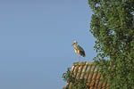 Storch, Hornstorf