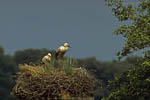 Storch, Hornstorf