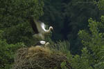 Storch, Hornstorf