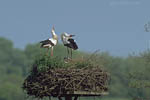 Storch, Hornstorf