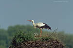 Storch, Hornstorf
