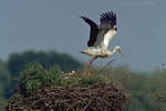 Storch, Hornstorf
