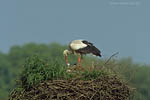 Storch, Hornstorf