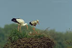 Storch, Hornstorf