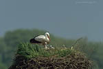 Storch, Hornstorf